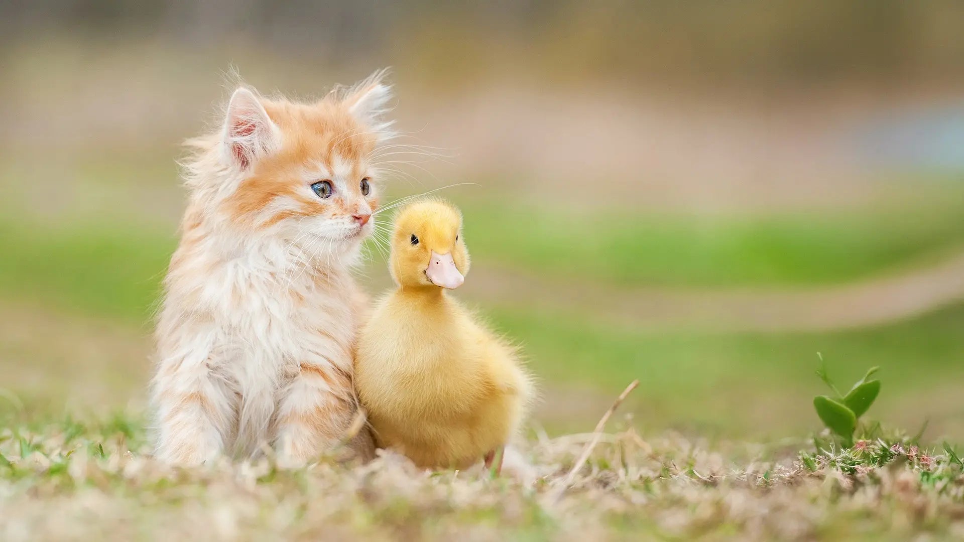 BIO-Katzenfutter gegen Massentierhaltung – Warum dein Napf ein Zeichen setzen kann