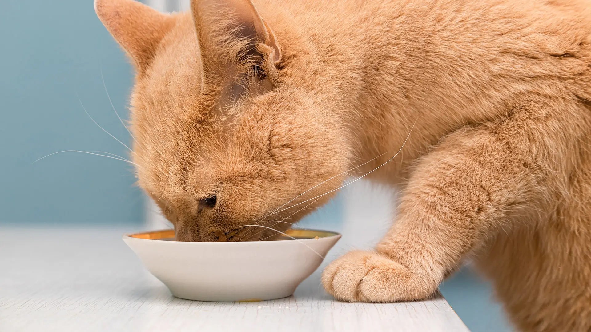 Mäkelige Katze? So klappt die Futterumstellung garantiert