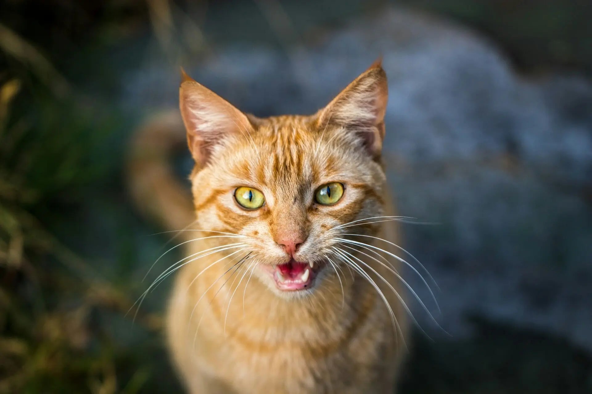 Katzen verstehen – Was dir deine Katze wirklich sagen will