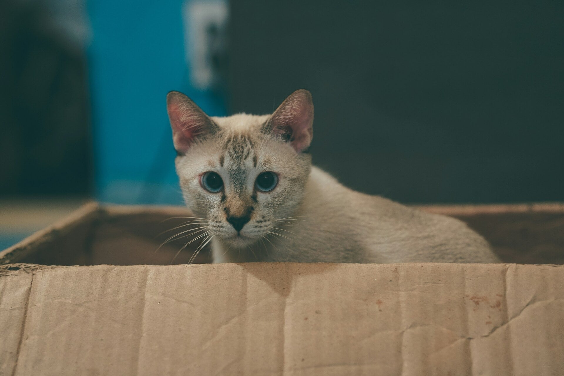 Futter-Abo für Katzen: Mehr Komfort für dich, mehr Routine für deine Samtpfote