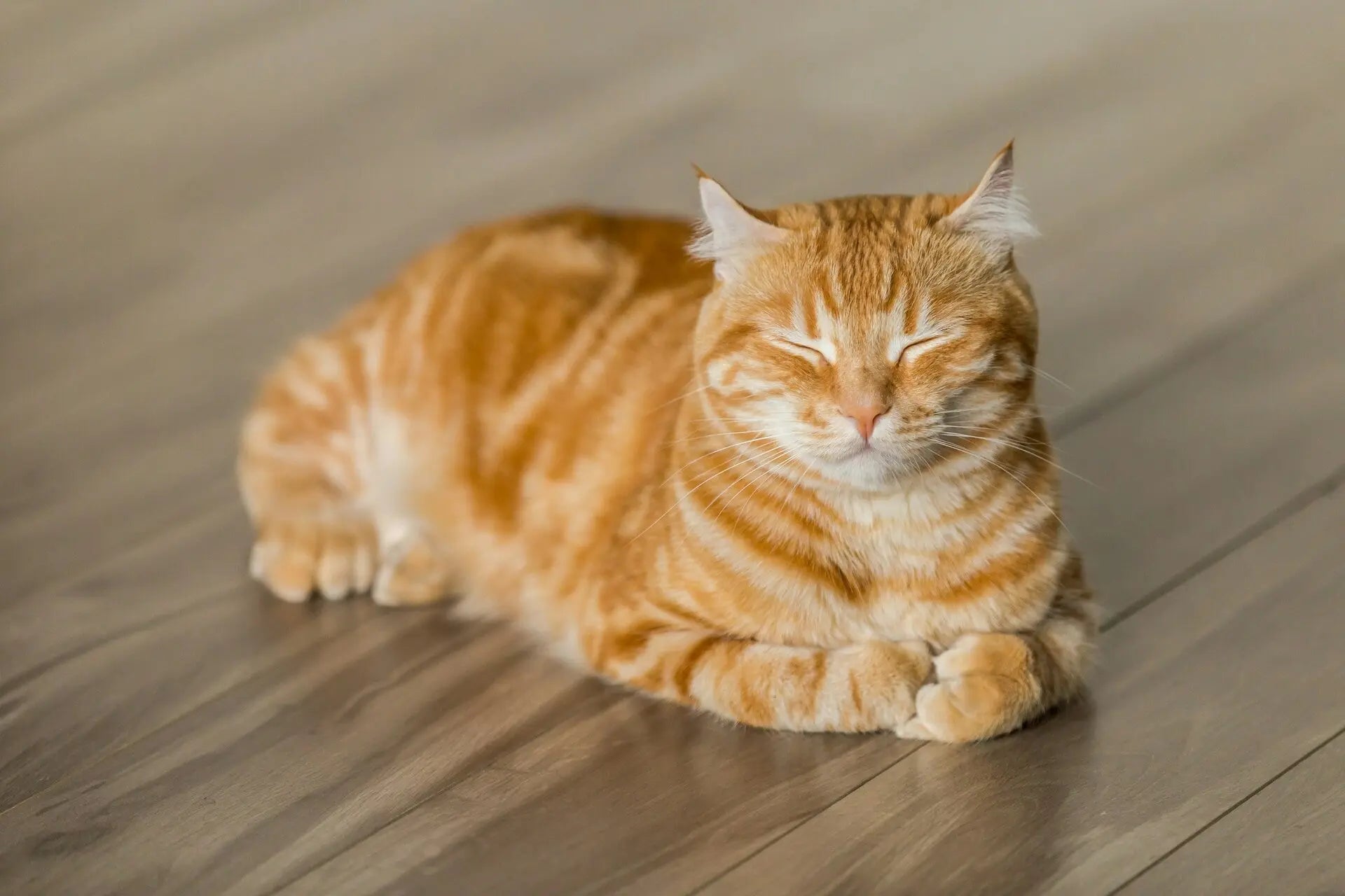 Katzen lieben Routine – 5 Alltagstipps für ein glückliches Katzenleben