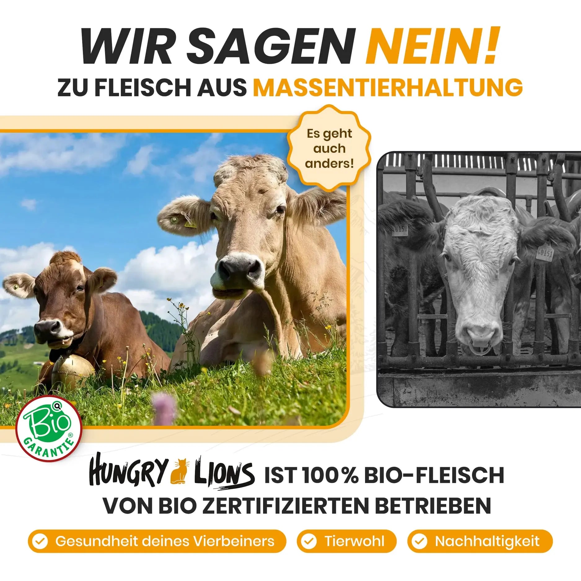 Hungry Lions - Hochwertiges BIO Katzenfutter